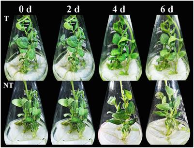 Physiological responses and transcriptomic analysis of StCPD gene overexpression in potato under salt stresses